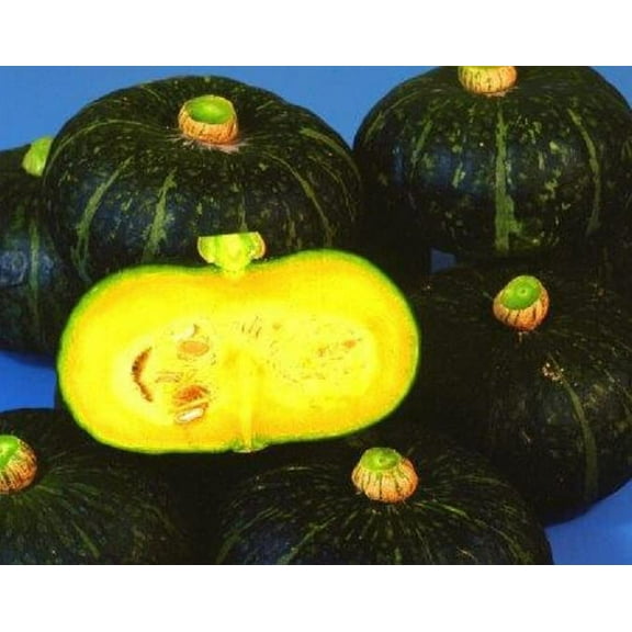 Black Kurinishiki Squash Seeds for Planting - 10 Seeds - Rare and Edible Black Squash - Ships from Iowa, USA