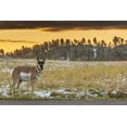 thumbnail image 2 of Illg, Cathy and Gordon 14x11 Black Ornate Wood Framed with Double Matting Museum Art Print Titled - South Dakota, Custer SP Pronghorn at sunrise, 2 of 4
