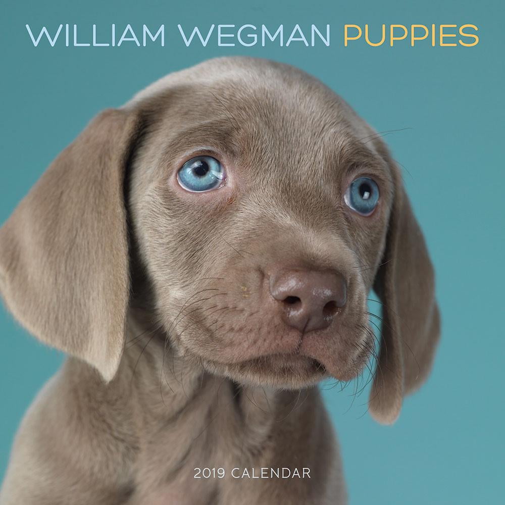 William Wegman Puppies 2019 Wall Calendar (Other)