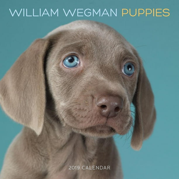 William Wegman Puppies 2019 Wall Calendar (Other) - Walmart.com William Wegman Puppies 2019 Wall Calendar (Other) - Walmart.com
