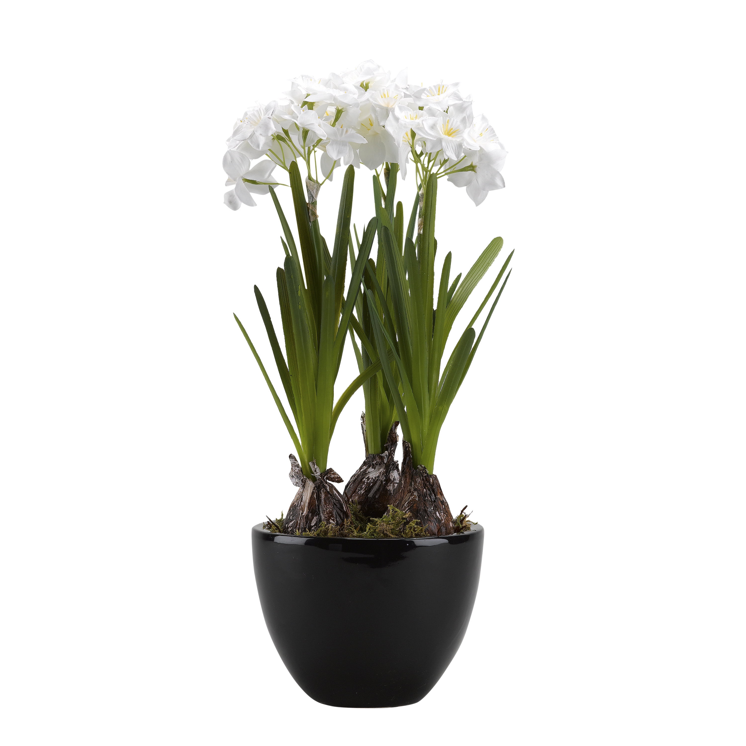 D&W Silks Paperwhite Bulbs in Round Ceramic Planter