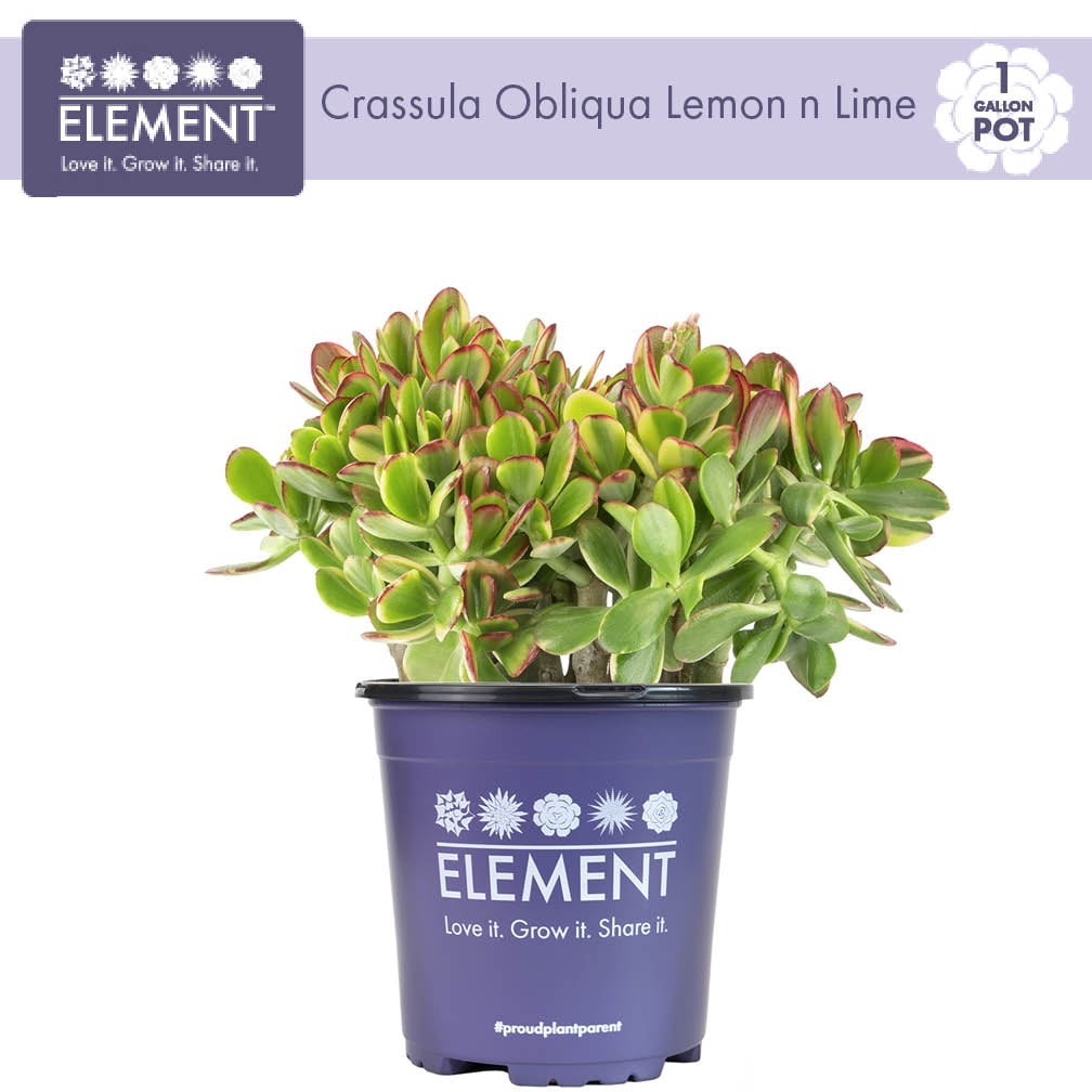 Element by Altman Plants 1Gal Crassula Obliqua Lemon n Lime Live Succulent