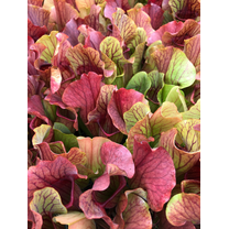 60 Sarracenia Purpurea Seeds Carnivorous Purple Pitcher Plant Seeds