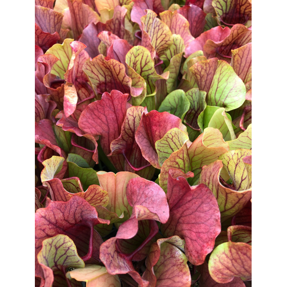 60 Sarracenia Purpurea Seeds Carnivorous Purple Pitcher Plant Seeds