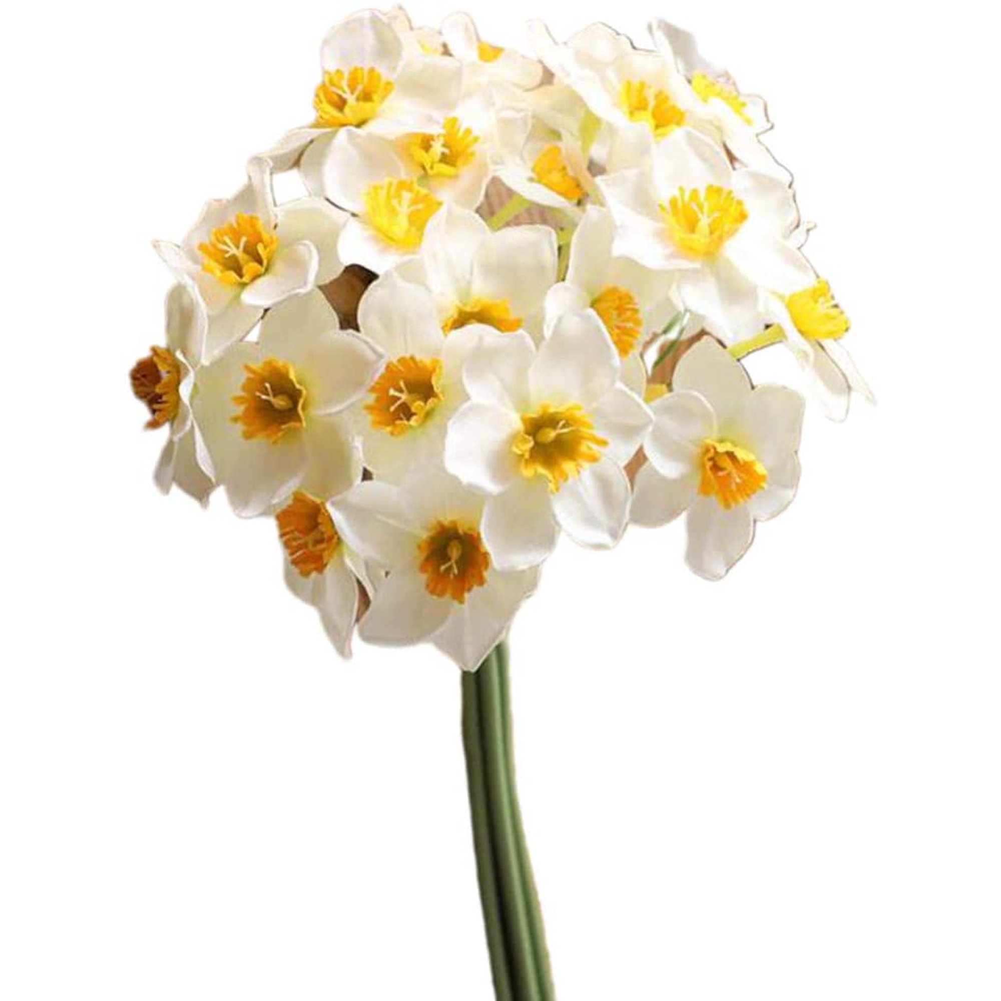 Daffodils Flower Meaning In Tamil Best Flower Site