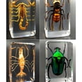 thumbnail image 4 of Wosthever Espécimen de insecto Real resistente y duradero con escorpión transparente, araña, avispa, escarabajo, escorpión amarillo Type3 NO3, 4 of 6