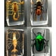 thumbnail image 2 of Injueey Materiales respetuosos con el medio ambiente para un espécimen de escarabajo avispa araña escorpión seguro y confiable Decoración del hogar araña peluda, 2 of 6