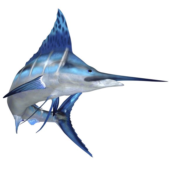 Blue Marlin Canvas Art - Corey FordStocktrek Images (29 x 29)