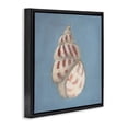 thumbnail image 2 of Stupell Industries Traditional Soft Sea Cowrie Shell Black Floating Frame Canvas Art, 25 x 25, by Julia Purinton, 2 of 7