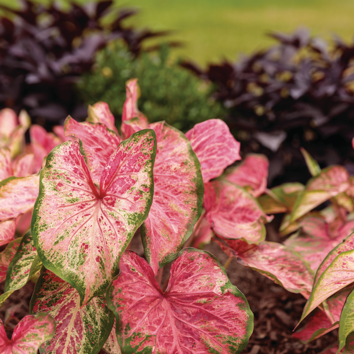 Proven Winners 5" Multicolor Heart to Heart 'Blushing Bride' Sun or Shade Caladium Live Plant in 4.5" Pot
