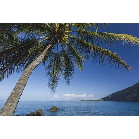 Coconut Palm (Cocos nucifera) on Kealakekua Bay with view of Captain Cook Monument Kona Hawaii Island of Hawaii United States of America Canvas Art - Alvis Upitis Design Pics (19 x 12)