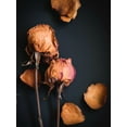 thumbnail image 2 of Quintero, Sonja 12x14 Black Ornate Wood Framed with Double Matting Museum Art Print Titled - Wilted Dreams I, 2 of 4