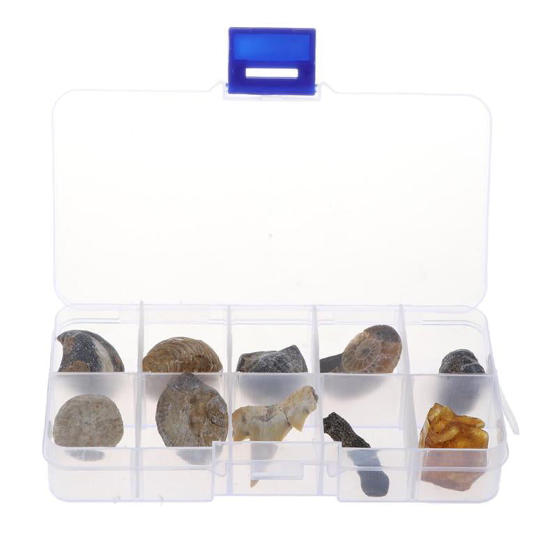Set of 10 Fossils Specimens Collection Biology Science Kit Kids Xmas Gift 