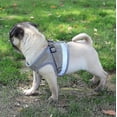 thumbnail image 5 of Cat Harness, Cat Harness Escape Proof, 5 of 5