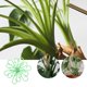 thumbnail image 2 of 8 estacas de soporte para tallos de plantas en maceta, altura ajustable, soporte para plantas de interior, soportes para bonsáis, enrejado de repuesto., 2 of 4