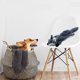 thumbnail image 5 of lote De 3 Jouets Pour Chiens, Jouets Mcher Interactifs Pour Chiens, Petits Jouets, Jouets En Peluche Pour Petits Et Moyens Chiens, 5 of 5