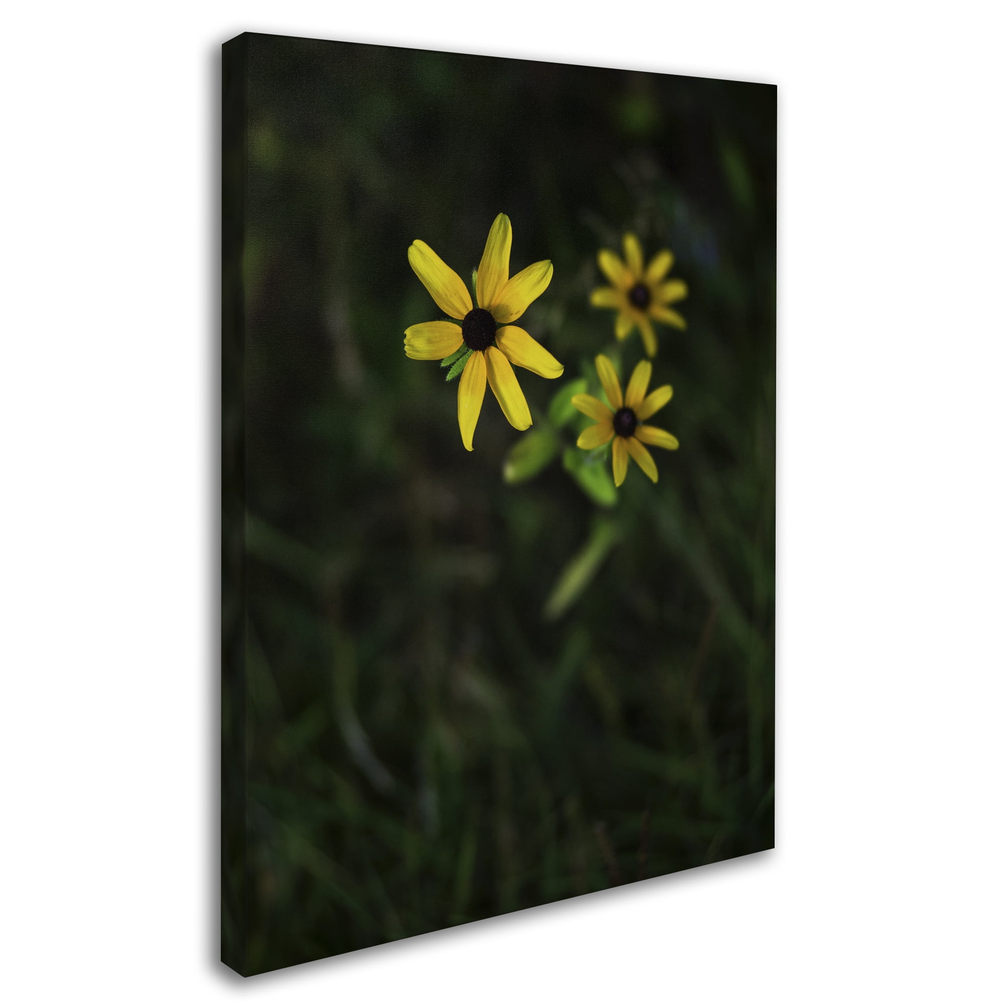 Trademark Fine Art "Brown-Eyed Susan" Canvas Art by Kurt Shaffer