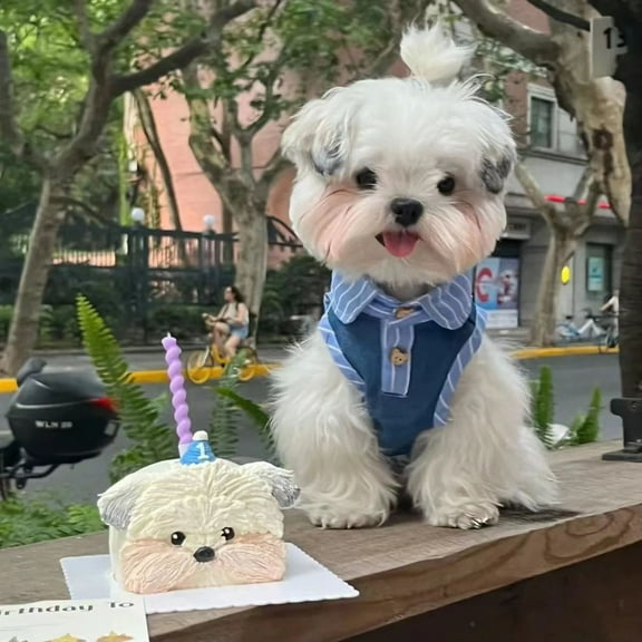 Adorable Pet Clothes for Cats & Small Dogs - Charming Spring & Autumn Wear