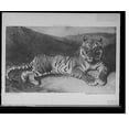 thumbnail image 2 of Historic Framed Print, Tiger reclining, 17-7/8" x 21-7/8", 2 of 9