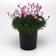 Expert Gardener Outdoor Live Plant Dianthus 2.5qt