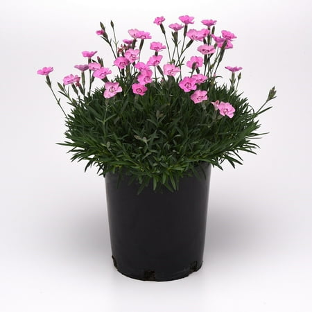 Expert Gardener Outdoor Live Plant Dianthus 2.5qt
