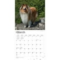 thumbnail image 3 of BrownTrout Collies 2024 12x24 Inch Square Wall Calendar, 9781975462406, 3 of 8