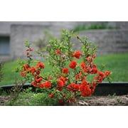 Double Take Orange™ Quince