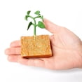 thumbnail image 2 of Vogacara Modelo de ciclo de crecimiento de plantas de frijol verde, ciclo de vida de plantas, juguete educativo de evolución para niños Juguetes Vogacara FN005936-00, 2 of 6