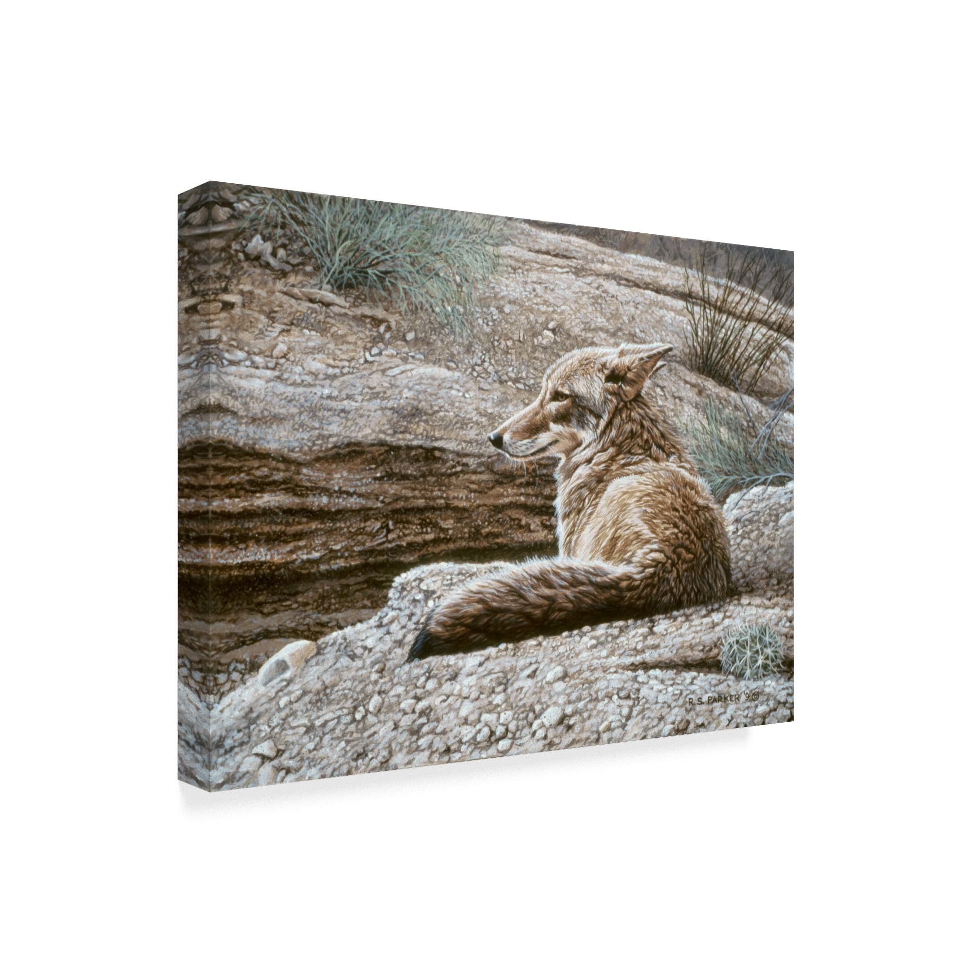 Trademark Fine Art 'Resting Coyote' Canvas Art by Ron Parker