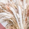 thumbnail image 3 of 75PCS Natural Dried Pampas Grass Bouquet 17.5 inches, Reed Flower, Brown pompas, White pampus, Ideal for Boho Wedding Decor, Modern Home Living Room Bedroom Bathroom Bohemian Long Lasting vase Filler, 3 of 8