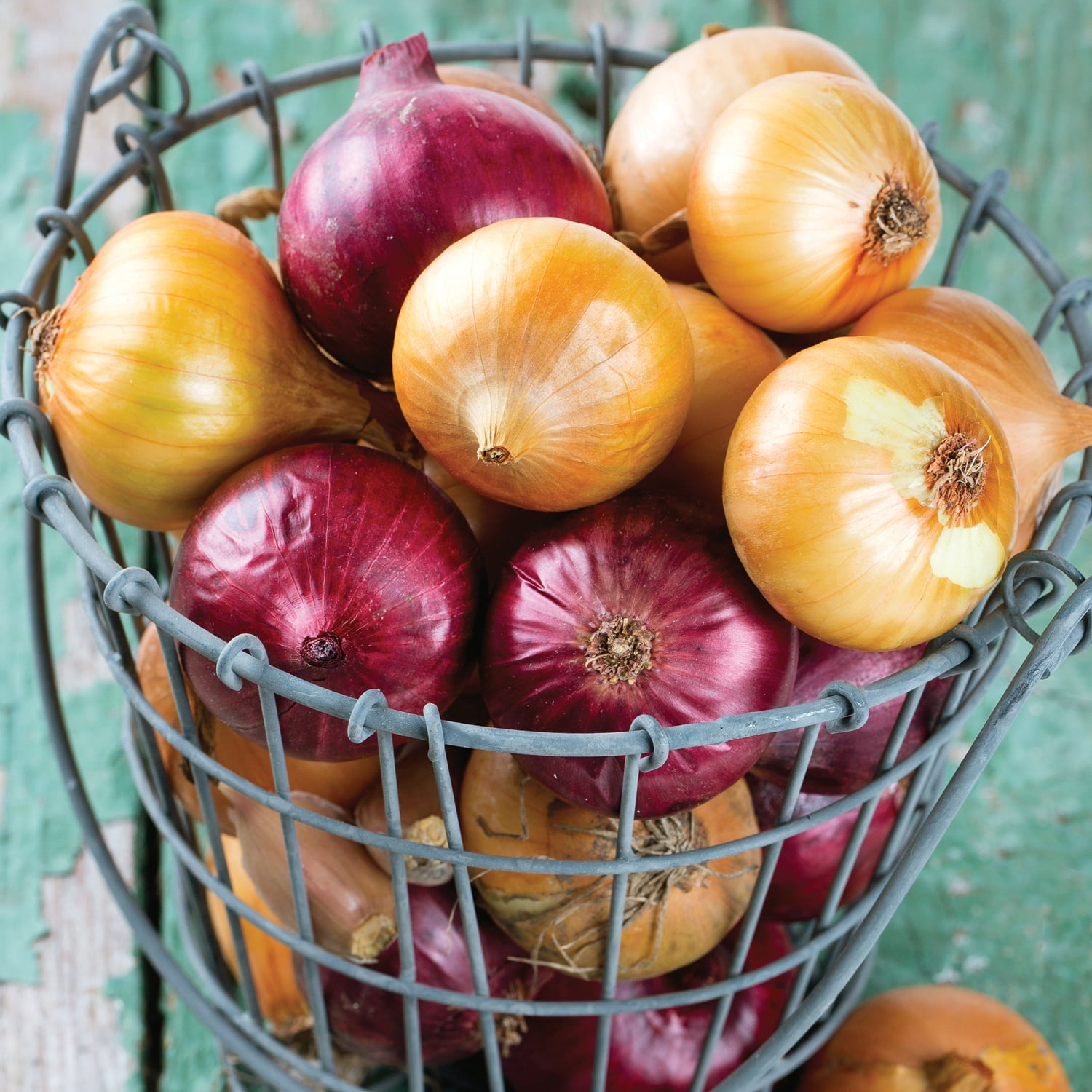 Van Zyverden Onion Sets Yellow Set of 250 Bulbs White Full Sun Perennial Fragrant 2 lbs