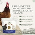 thumbnail image 3 of Fresh Eggs Daily Black Soldier Fly Larvae - High Protein Source Supplement to Your Chicken Feed, Natural Treat for Chickens, Ducks & Wild Birds, Food For Backyard Chickens, 3 of 6
