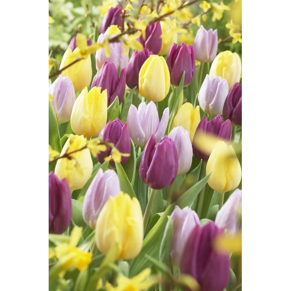 Tulipes TASC Single Early Prince, assortiment