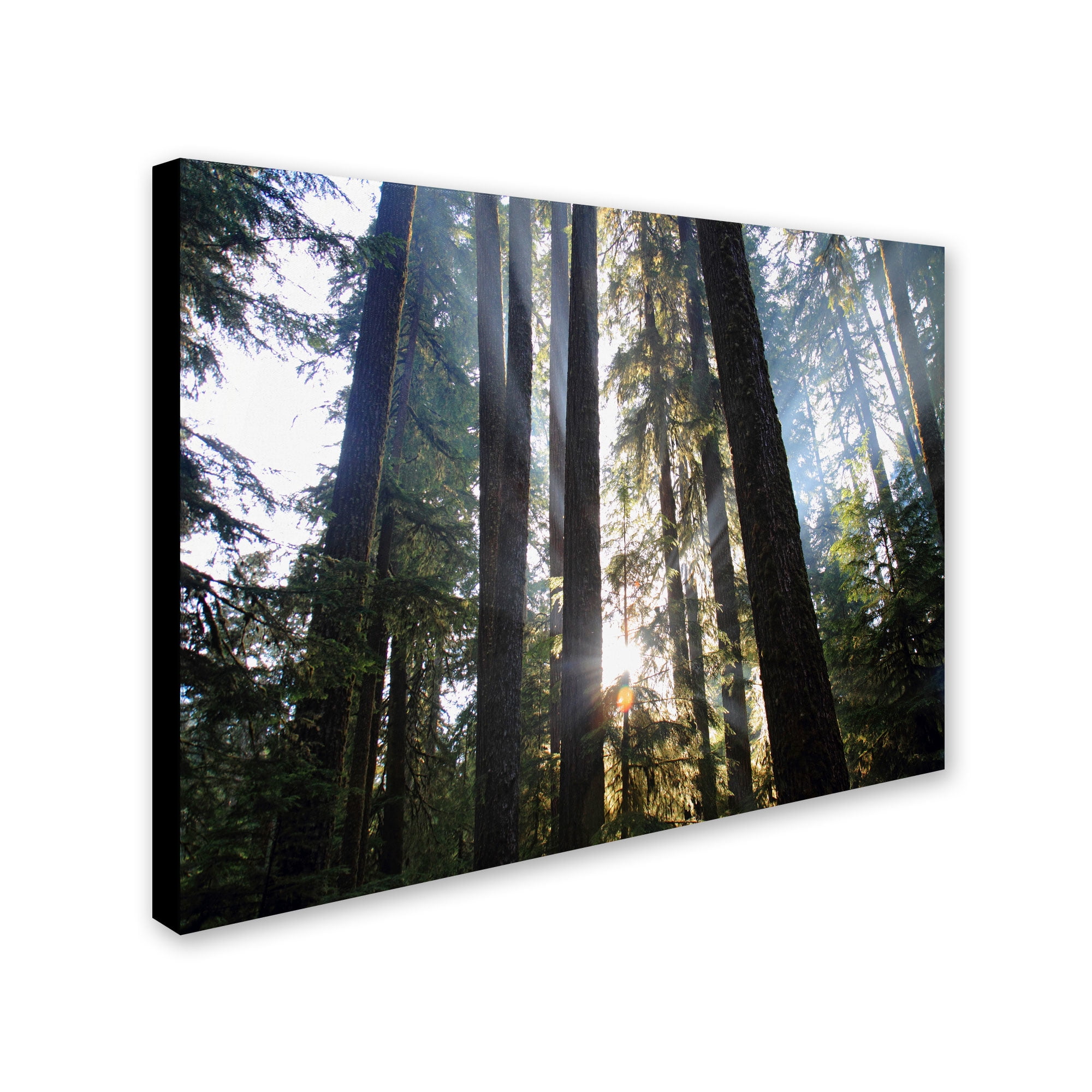 Trademark Fine Art "Sunrays" Canvas Art by Pierre Leclerc