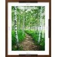thumbnail image 5 of Art.com White Birch Lane Photographic Print, Brown Frame Wall Art, 17" x 21", 5 of 5