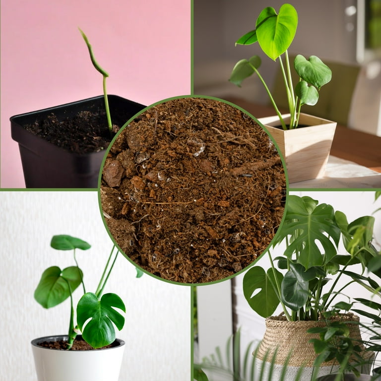 Soil Sunrise- 4qt Monstera Houseplant Potting Soil Mix, Custom Blend for Growing & Repotting