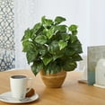 thumbnail image 3 of Nearly Natural 14" Pothos Artificial Plant in Ceramic Planter in Green, 3 of 3