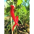thumbnail image 2 of TomorrowSeeds - Large Red Thick Cayenne Pepper Seeds - 900+ Count - For 2026 Planting 5,000 Scoville, 2 of 11