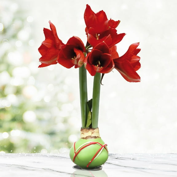 Green Picasso Base Waxed Amaryllis Flower Bulb with Stand, No Water Needed