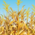 thumbnail image 4 of Cornstalks Backdrop, 4' x 30', (1/Pkg), 4 of 7