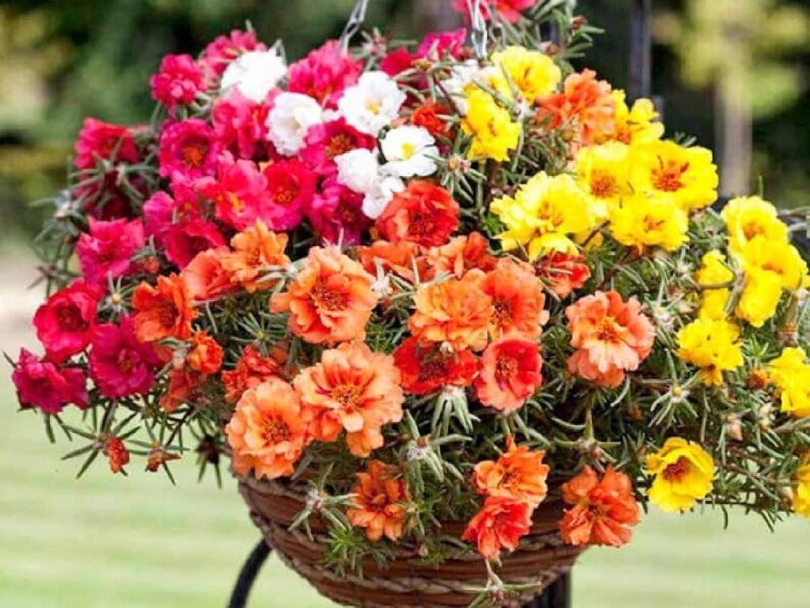 30 Seeds Portulaca Grandiflora Happy Hour Tropical Mix Moss Rose Heirloom Succulent Heat Tolerant Garden Flowers