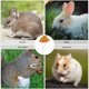 thumbnail image 4 of WASHWEPE Gorro Para Hámster Y Chinchilla Tejido Con Adorable Y Correa Ajustable, 4 of 8