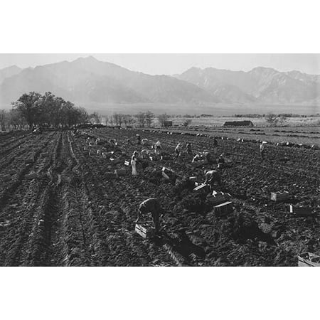 Potato Fields  Ansel Easton Adams was an American photographer best known for his black-and-white photographs of the American West  During part of his career he was hired by the US Government to