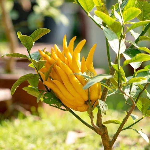 Brighter Blooms - Buddha's Hand Citron Tree, 2-3 ft. - No Shipping To AK, AL, AZ, CA, FL, GA, HI, LA, MS, OR, TX