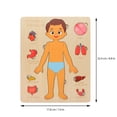thumbnail image 2 of 4Set Children Organs Learning Toy Wooden Body Puzzle Toy Multi Color Jigsaw Ornament Educational School Tool, 2 of 8