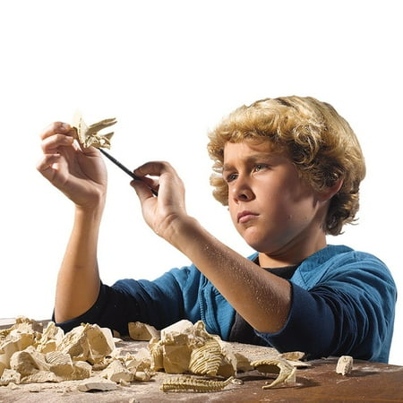 Educational Insights GeoSafari Dini Dig Triceratops - Walmart.com