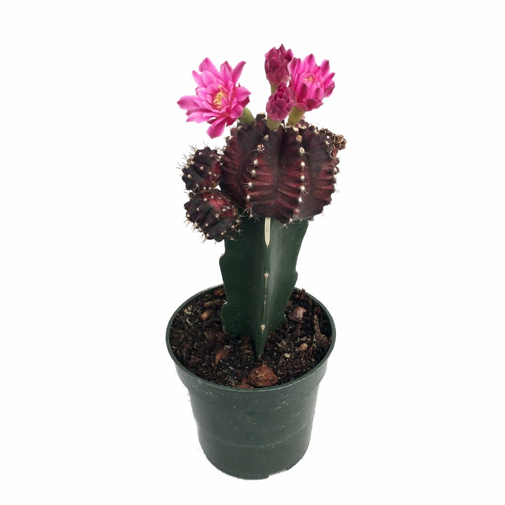 black-grafted-moon-cactus-easy-to-grow-3-pot-walmart