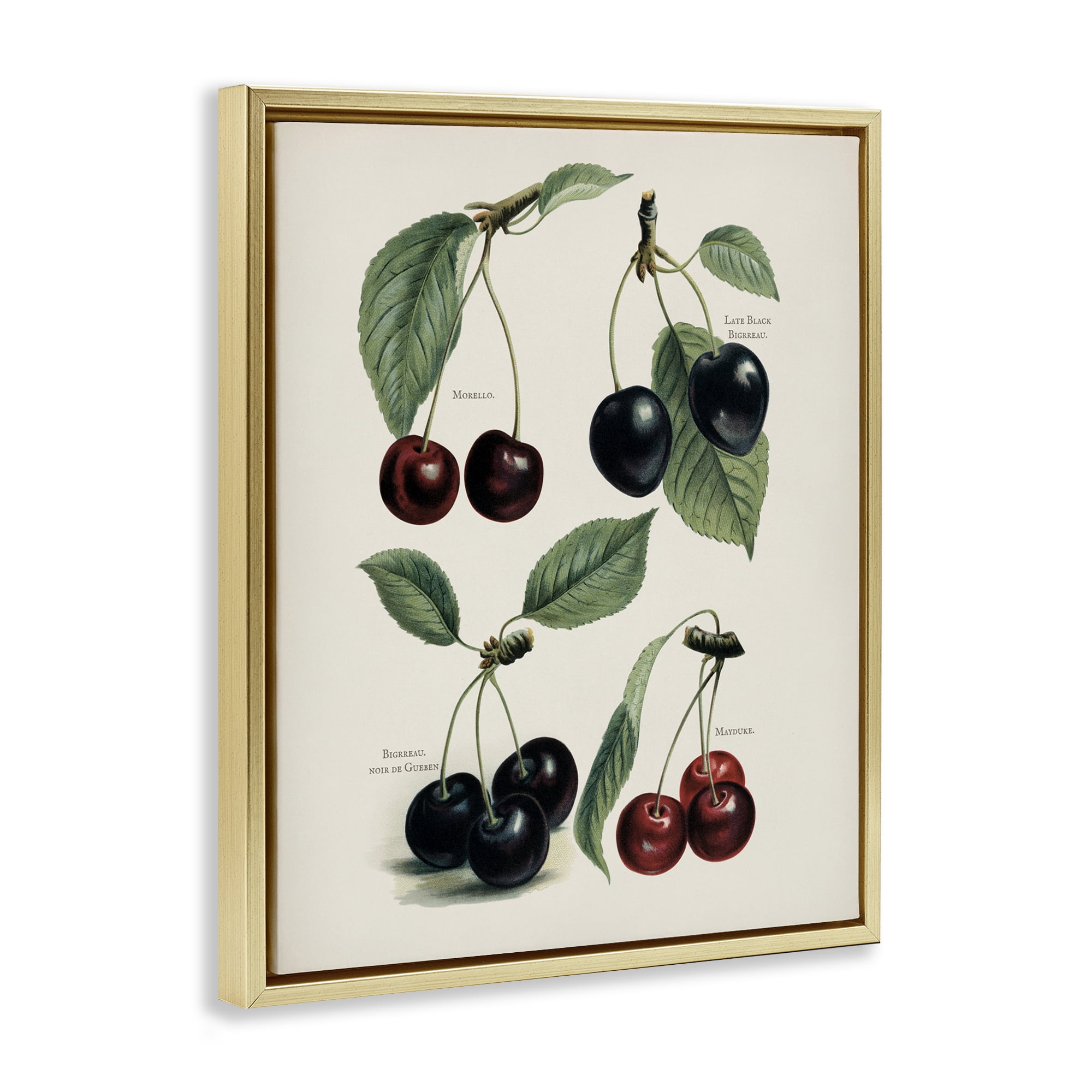 Natural Detailed Cherry Studies Gold Framed Floater Canvas Wall Art, design by Lettered and Lined