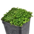 thumbnail image 5 of Baby Tears, Green, Soleirolia soleirolii - Pot Size: 3in (2.6x3.5in) - House Plants, 5 of 6
