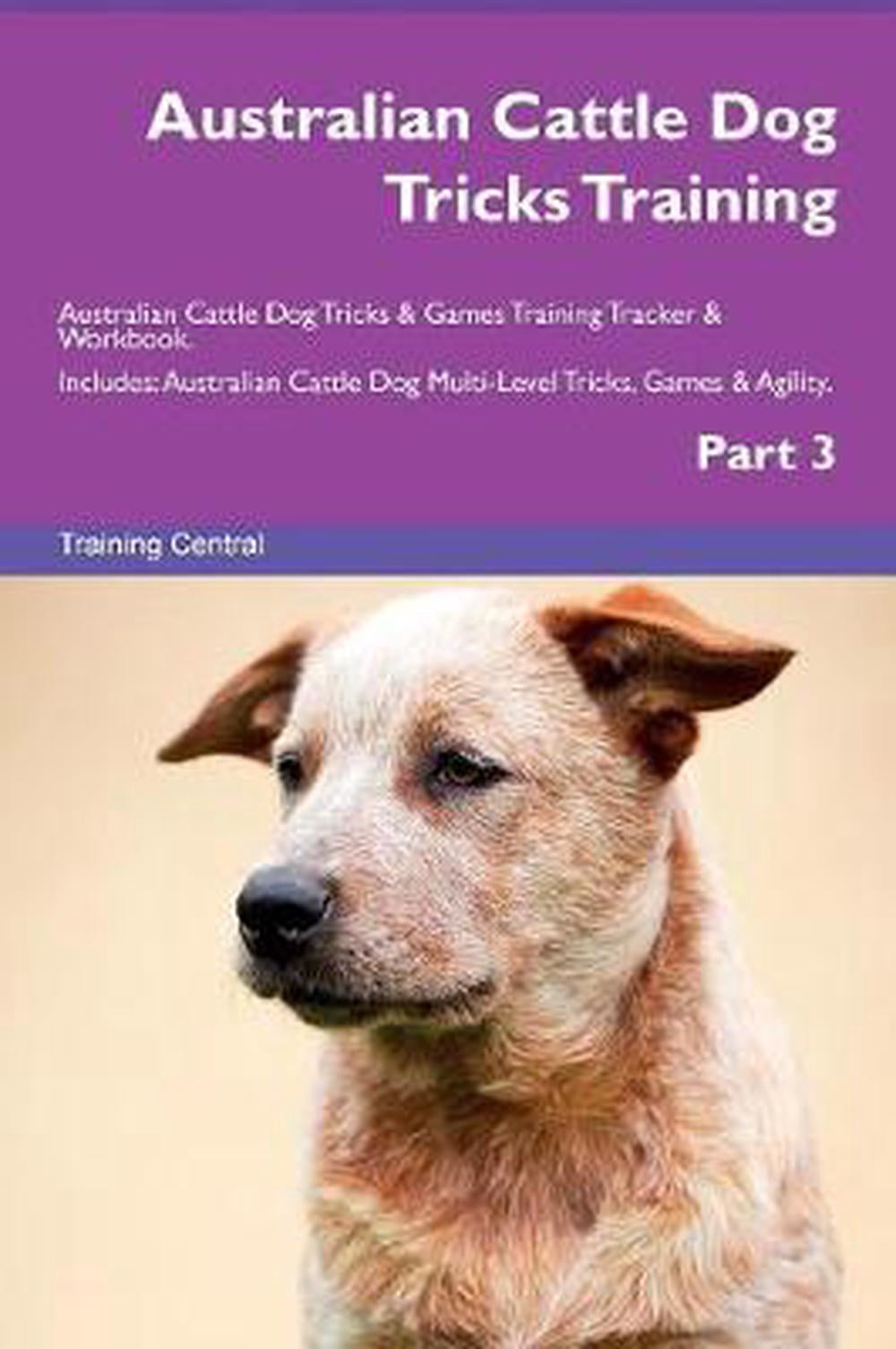 Australian Cattle Dog Tricks Training Australian Cattle Dog Tricks